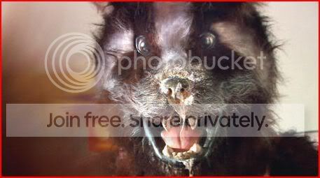 cocainebadger2.jpg