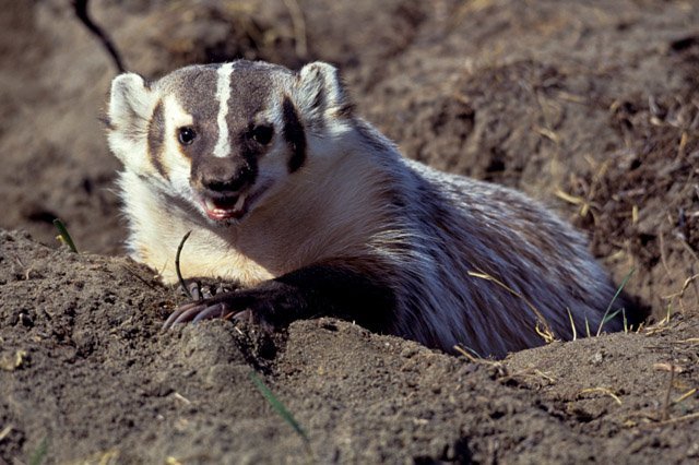 american_badger_teeth.jpg