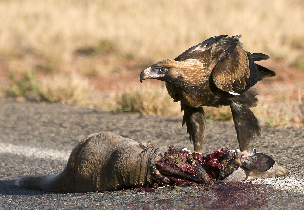 WedgetailEagleCarrion.jpg